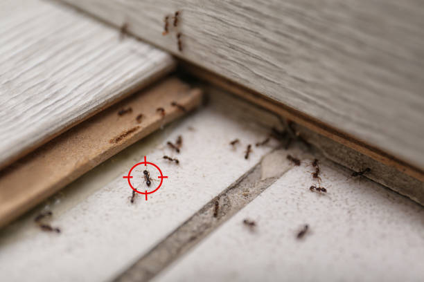 Best Exterminator Services  in Steelevle, IL