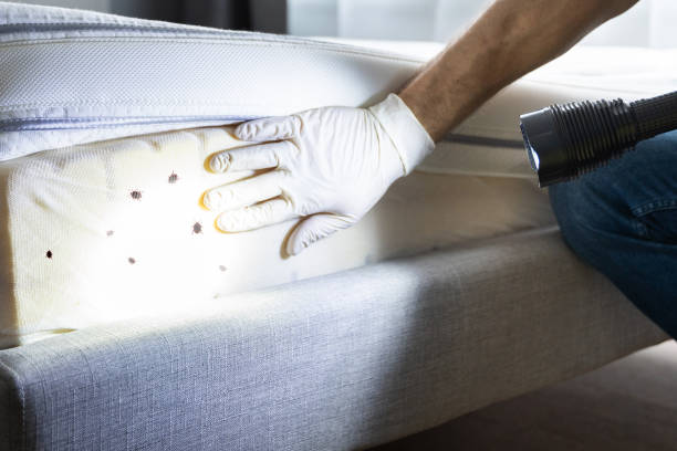 Best Flea Control Services  in Steelevle, IL